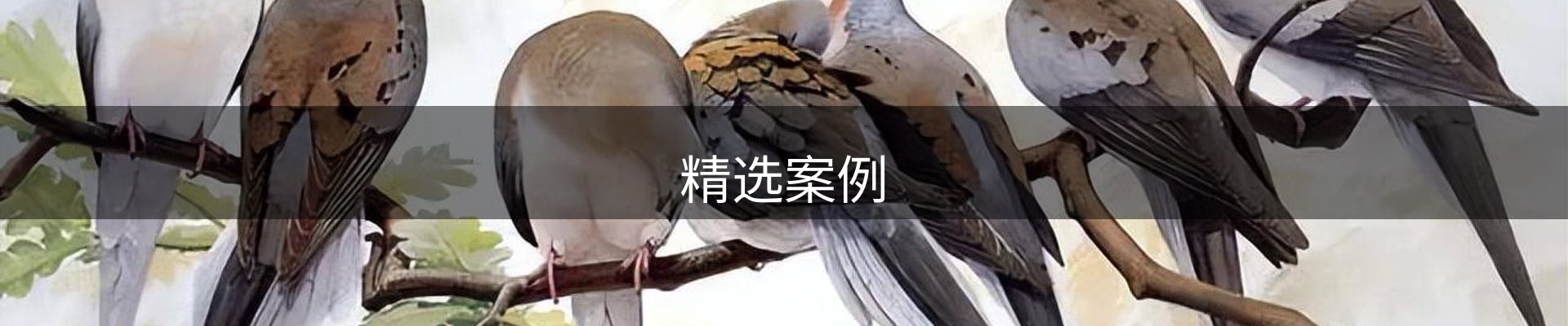 精选案例